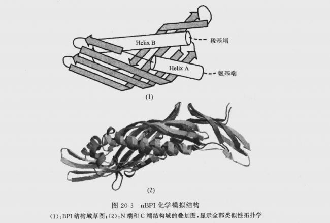 圖20-3nBPI化學模擬結構