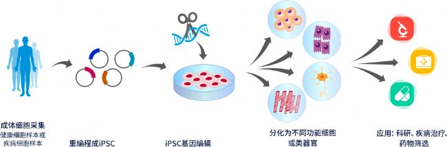 iPSCgtˎеđc_l